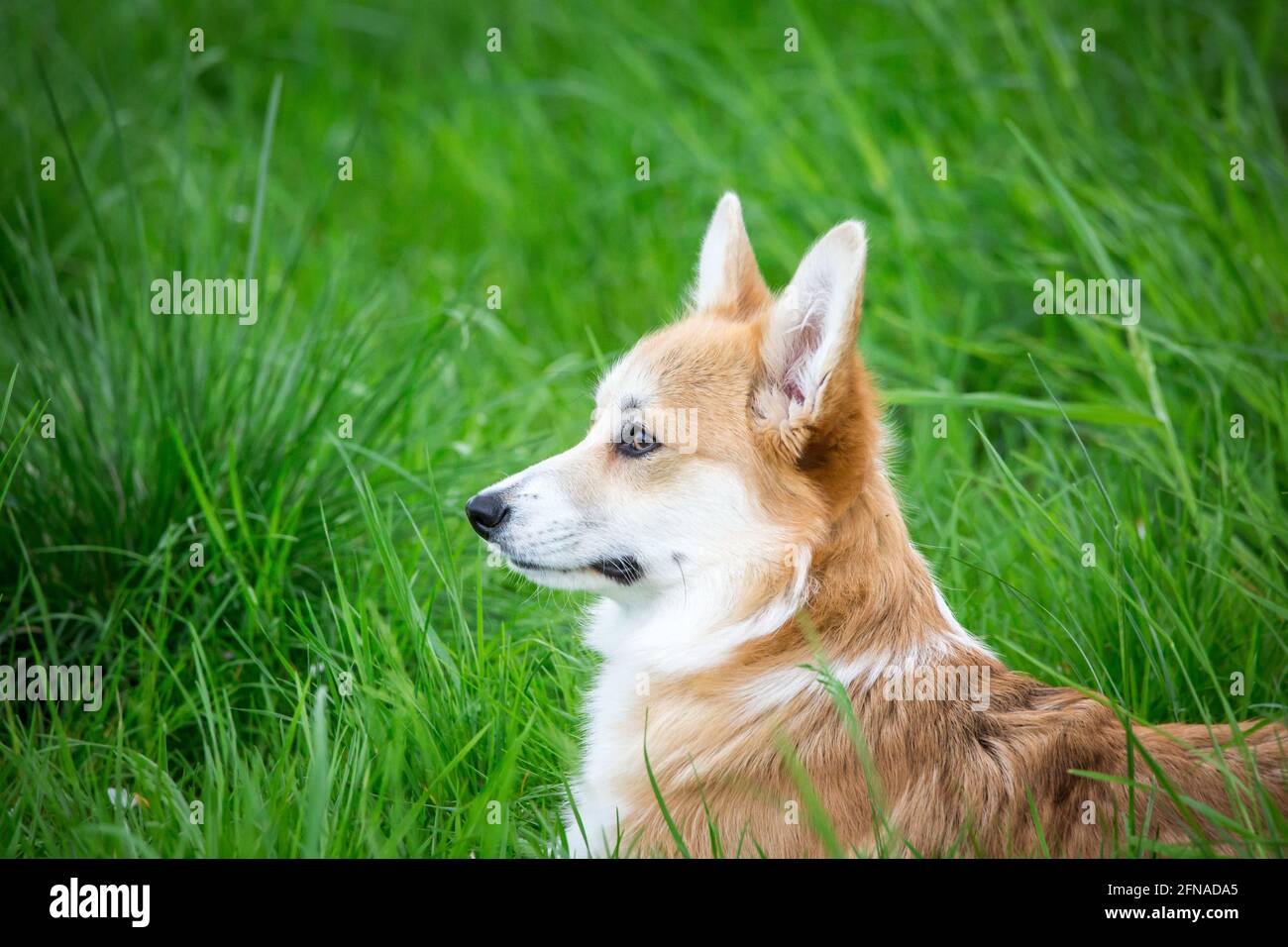 Pembroke Welsh Corgi Dog High Resolution Stock Photography and Images ...
