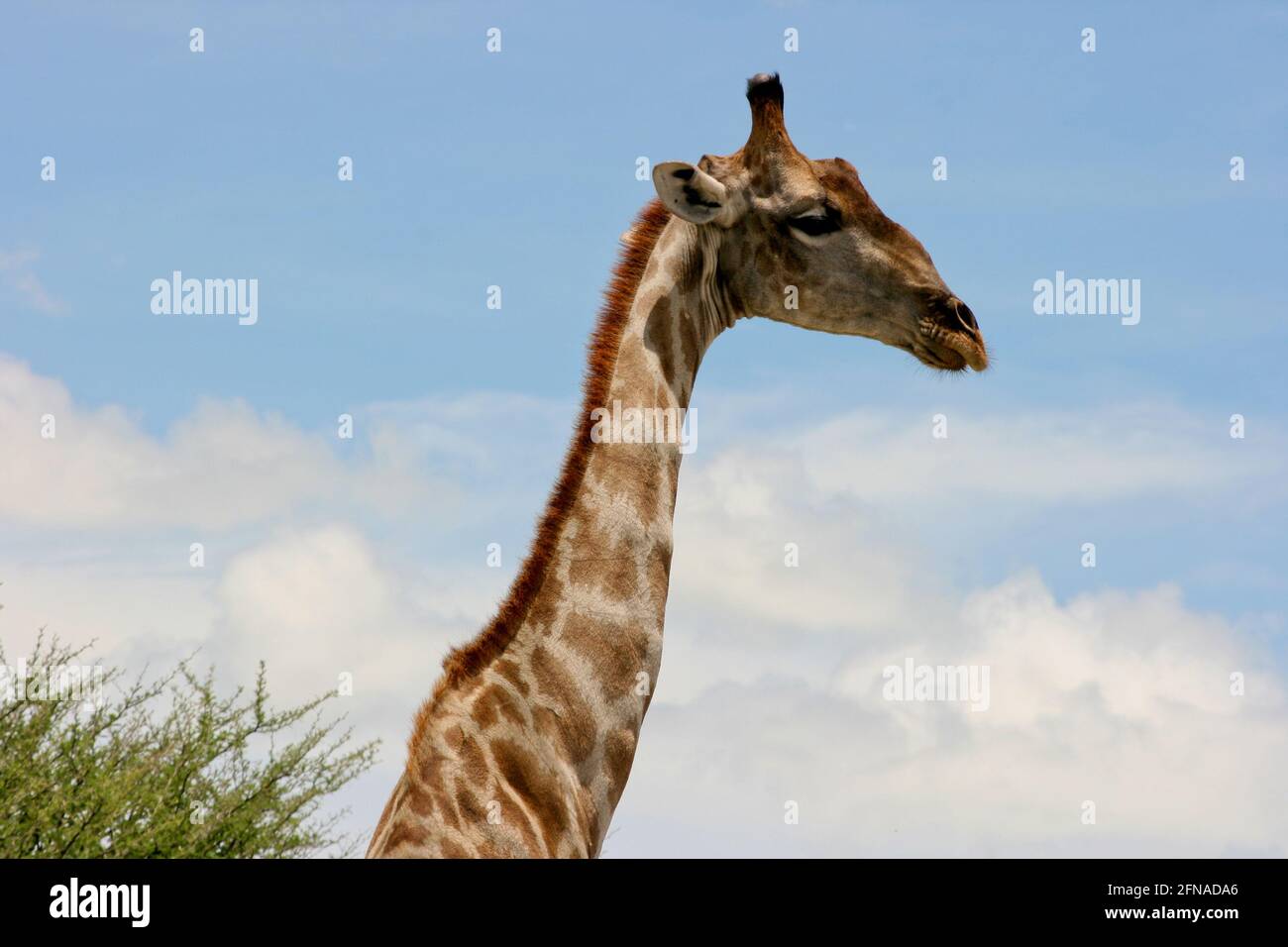 Side on portrait of wild Angolan Giraffe (Giraffa camelopardalis angolensis) Etosha National Park, Namibia. Stock Photo