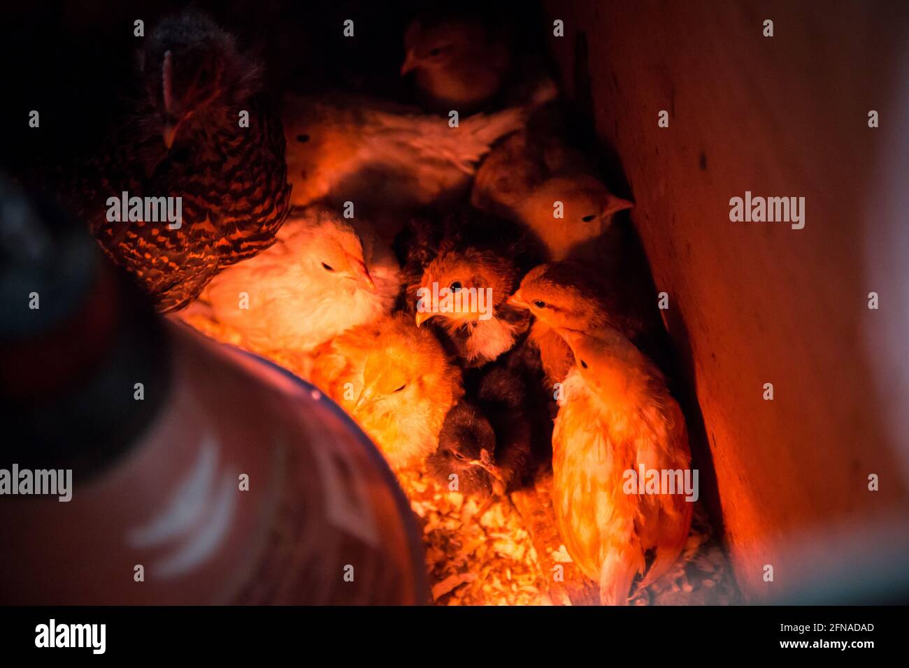Fledglings in a chicken breeding box Stock Photo