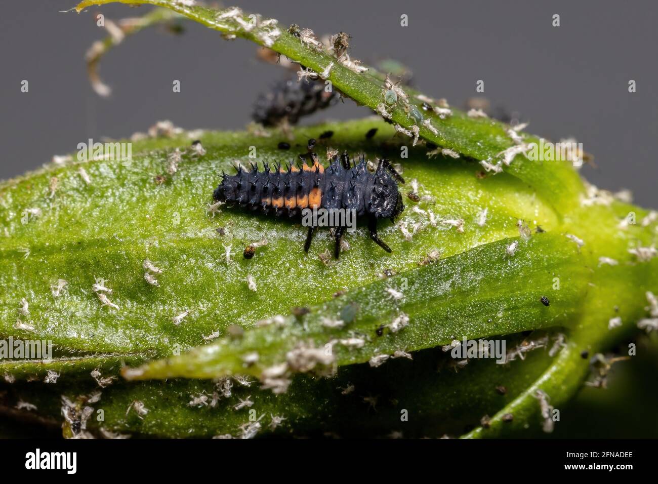 Asian Lady Beetle Larvae of the species Harmonia axyridis eating aphids
