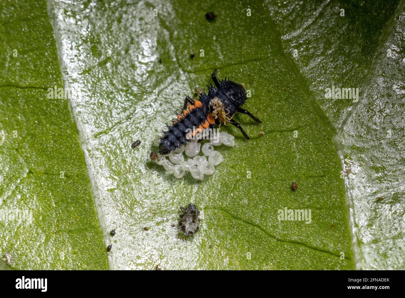 Asian Lady Beetle Larvae of the species Harmonia axyridis eating aphids