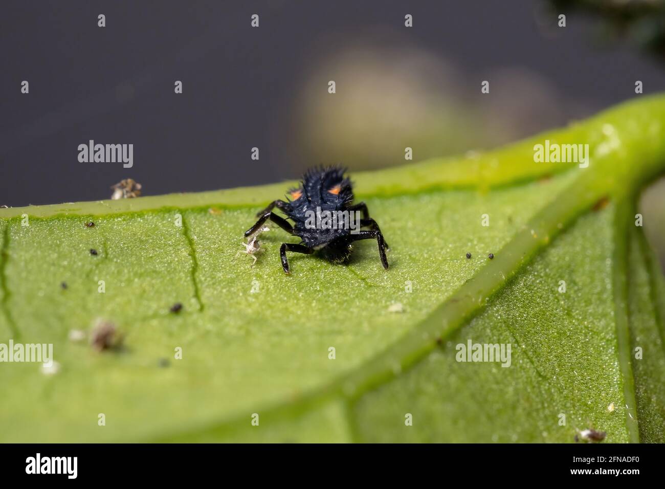 Asian Lady Beetle Larvae of the species Harmonia axyridis eating aphids