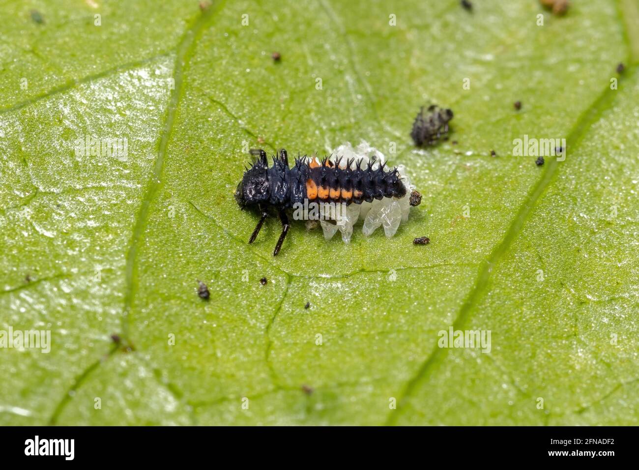 Asian Lady Beetle Larvae of the species Harmonia axyridis eating aphids