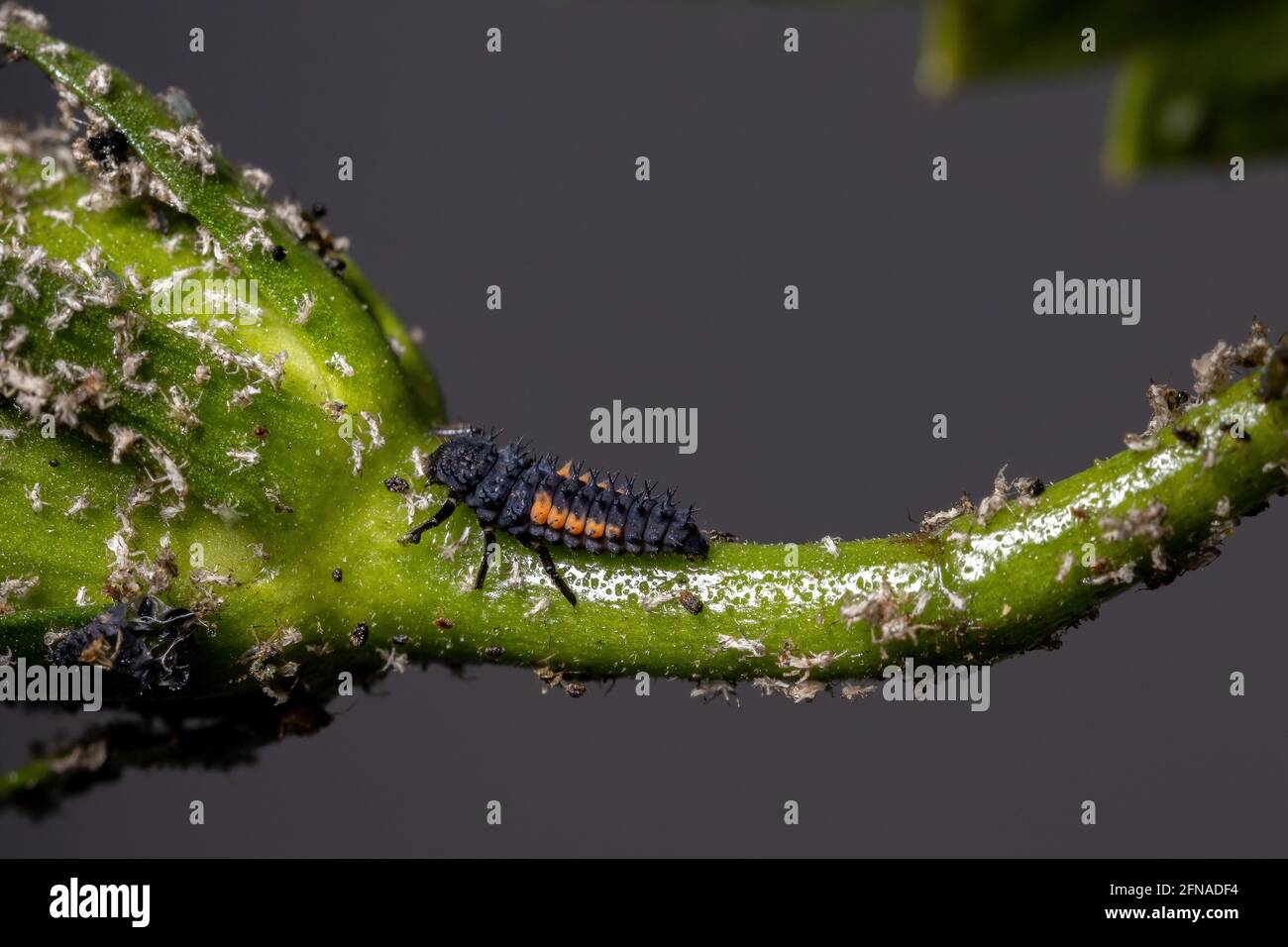 Asian Lady Beetle Larvae of the species Harmonia axyridis eating aphids
