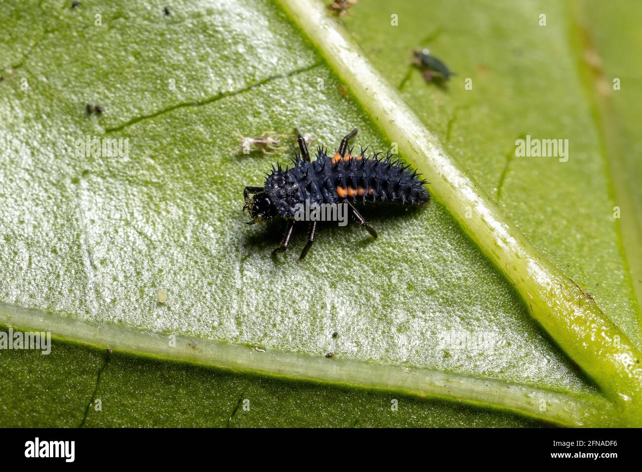 Asian Lady Beetle Larvae of the species Harmonia axyridis eating aphids