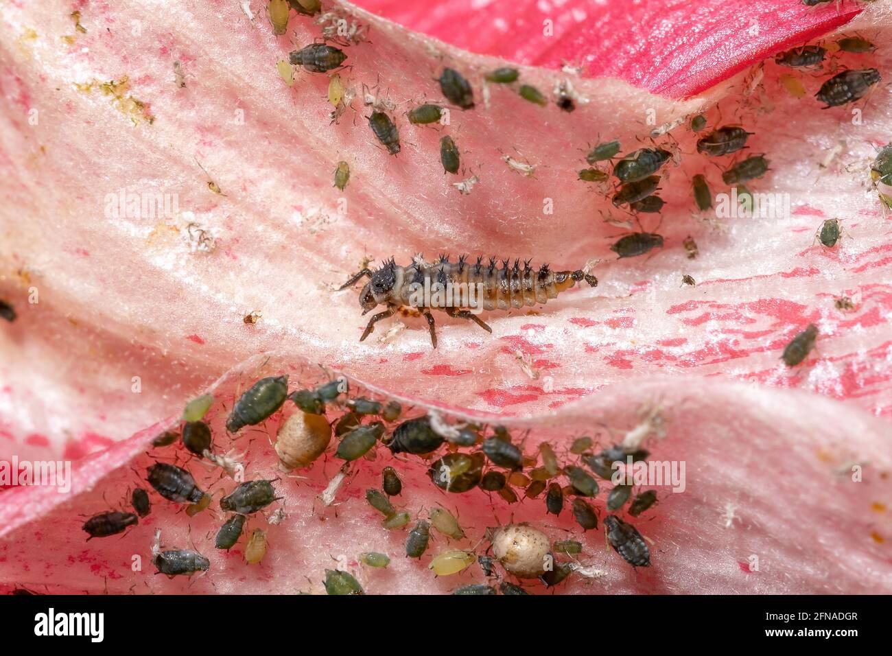 Asian Lady Beetle Larvae of the species Harmonia axyridis eating aphids on a hibiscus plant Stock Photo