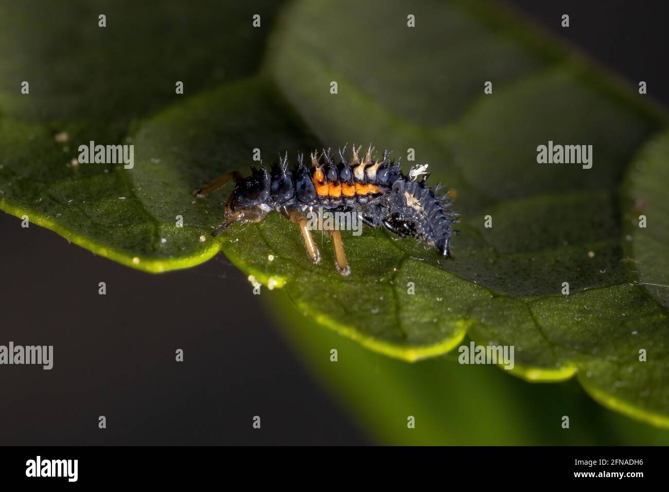 Asian Lady Beetle Larvae of the species Harmonia axyridis eating aphids