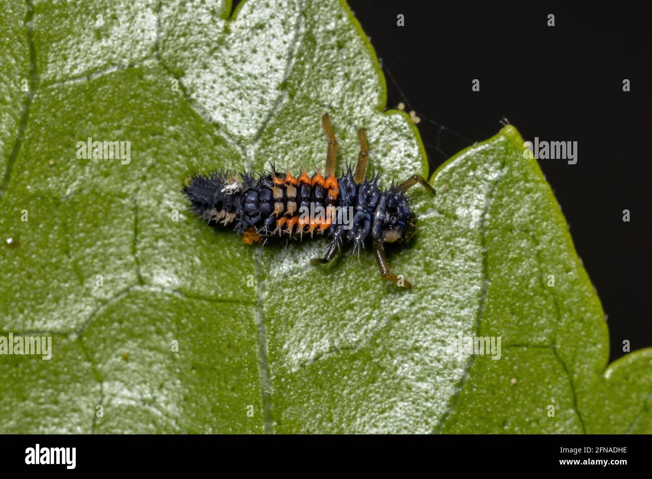 Asian Lady Beetle Larvae of the species Harmonia axyridis eating aphids