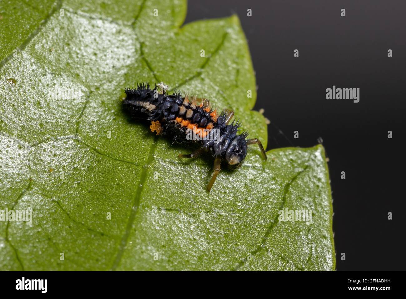Asian Lady Beetle Larvae of the species Harmonia axyridis eating aphids