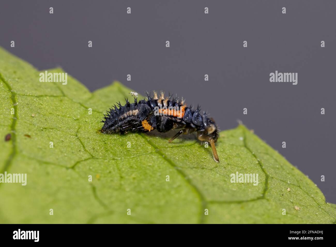 Asian Lady Beetle Larvae of the species Harmonia axyridis eating aphids