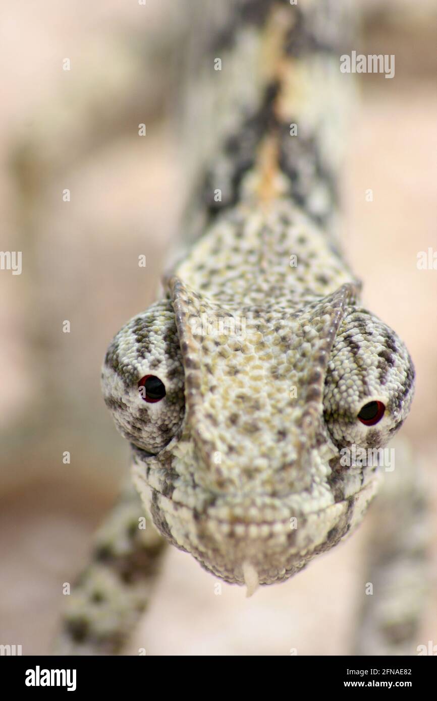 Closeup of eyes and head of Lap Necked Chameleon (Chamaeleo dilepis) staring at camera Etosha National Park, Namibia. Stock Photo
