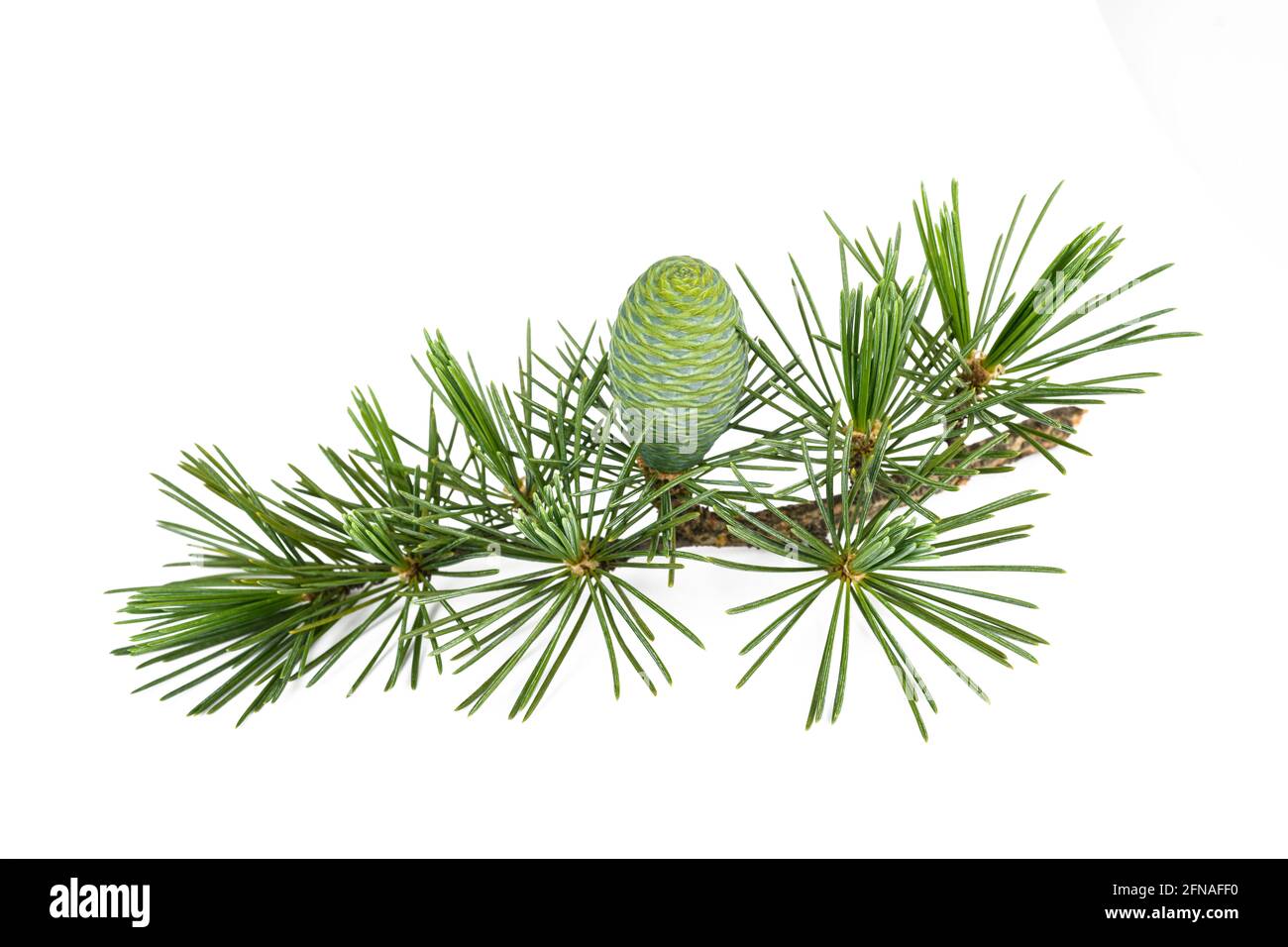 Cedrus deodara twig with cone isolated on white background Stock Photo