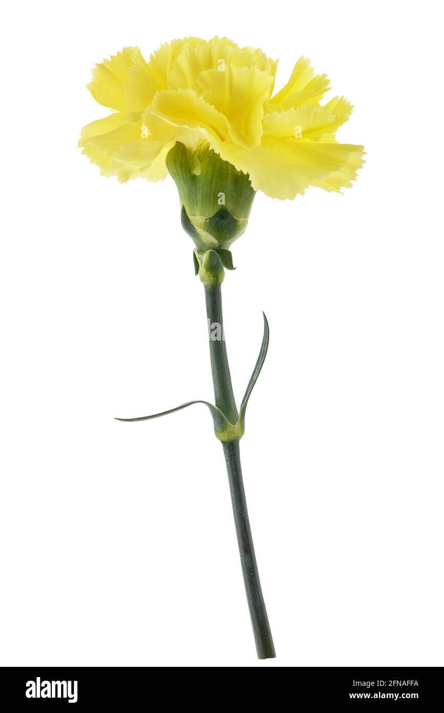 Yellow carnation isolated on white background Stock Photo