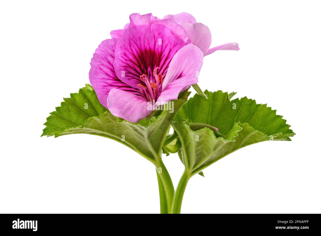 Geranium  flowers  isolated on white background Stock Photo