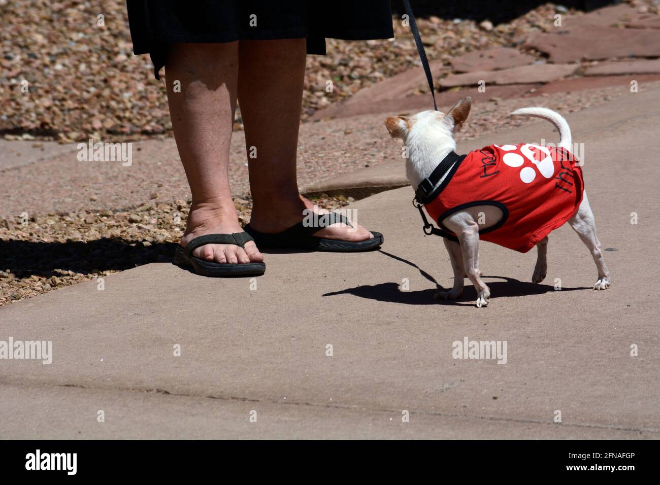 A woman walks her pet chihuahua in Santa Fe, New Mexico. Stock Photo