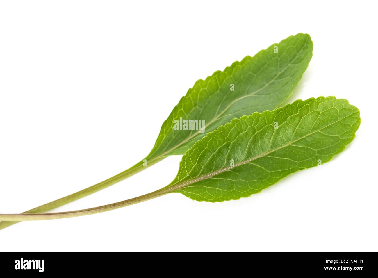 Frash young horseradish leaves isolated on white background Stock Photo