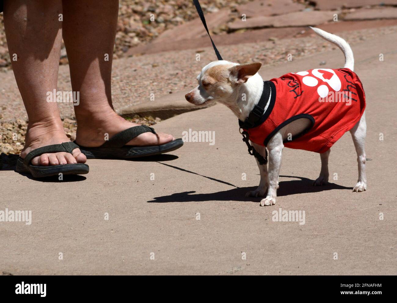 A woman walks her pet chihuahua in Santa Fe, New Mexico. Stock Photo