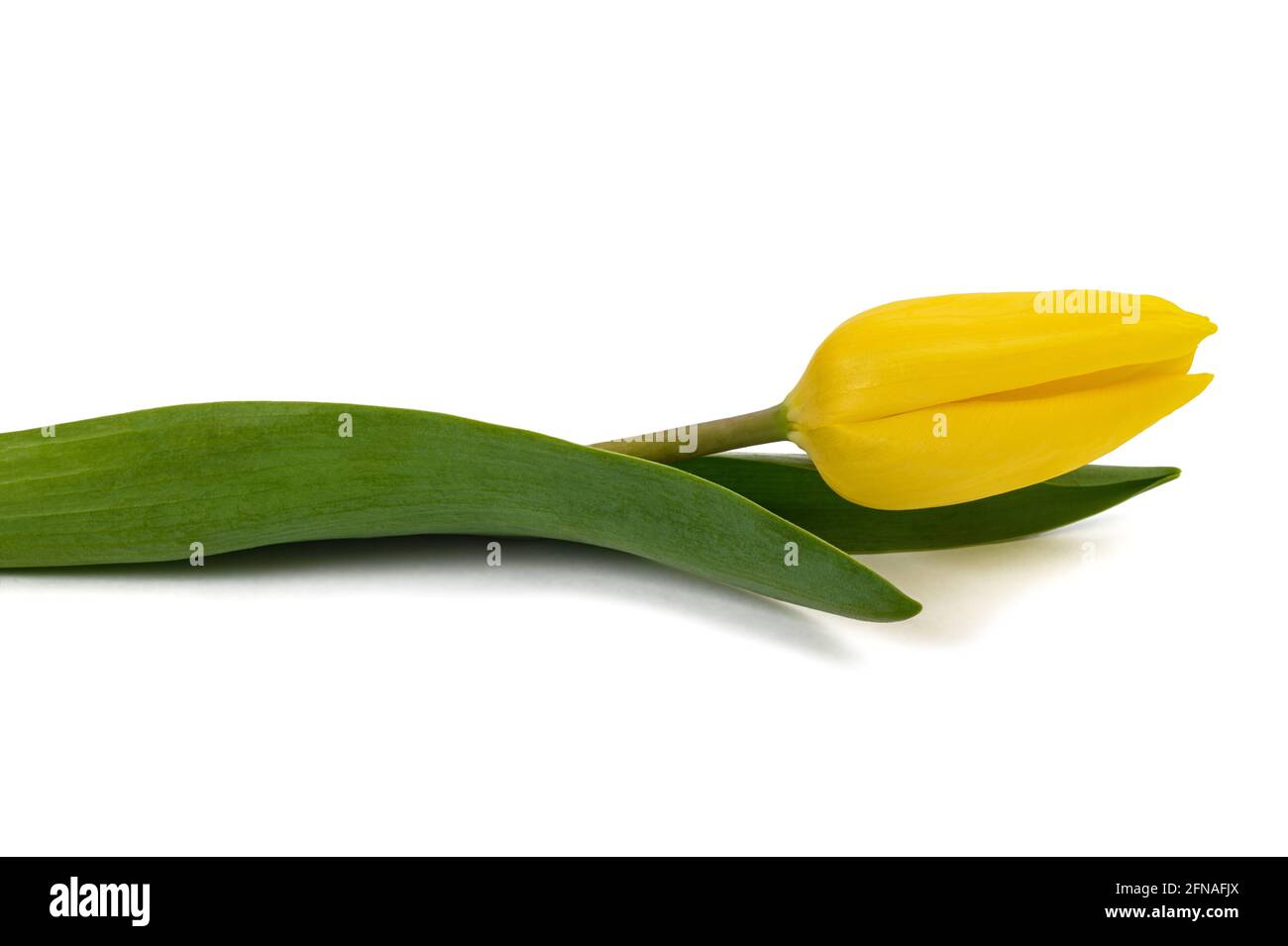 Yellow tulip flower isolated on white background Stock Photo - Alamy