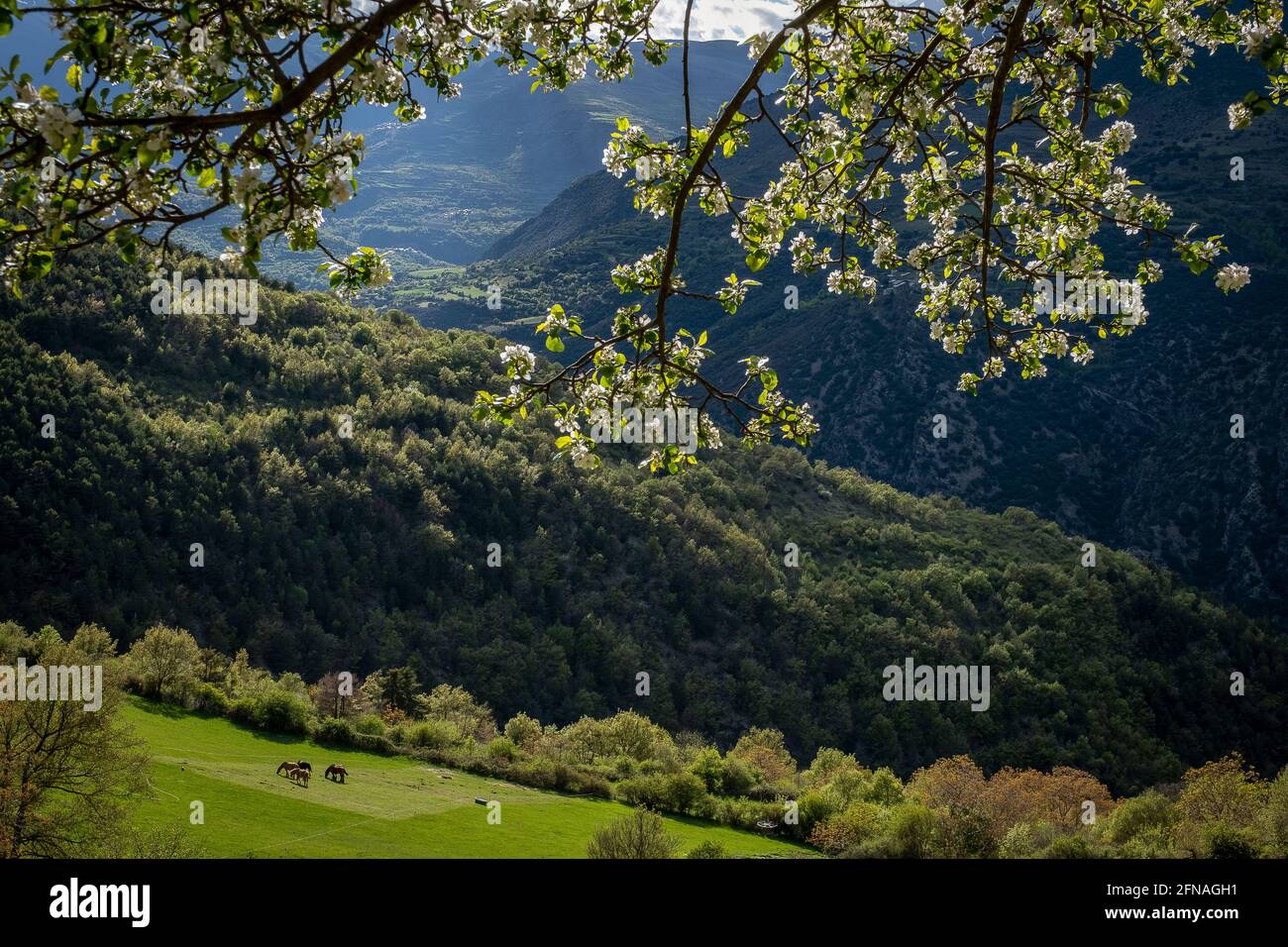 Vall d´Assua. Landscape in Alt Pirineu Natural Park, Lleida, Catalonia, Spain Stock Photo