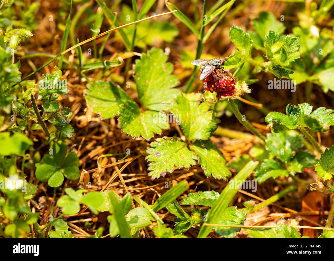 A house fly perches on a wild berry in a field. Stock Photo