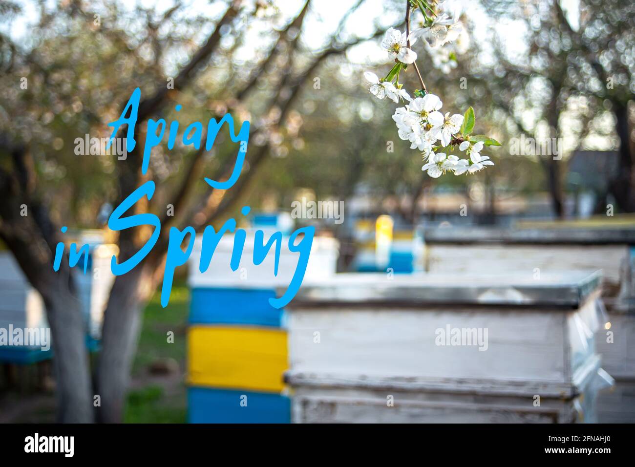 Text APIARY IN SPRING. Blossoming garden with apiary. Bees spring under ...