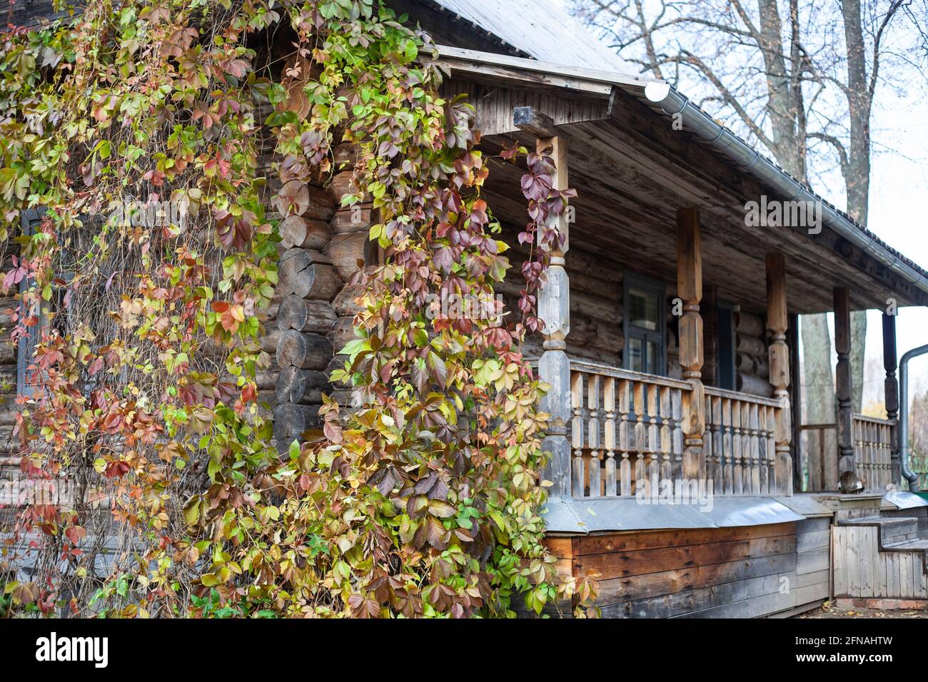 The plant wrapped around the hedge. The veranda is all overgrown with plants. Decoration of a country house hedge. Stock Photo