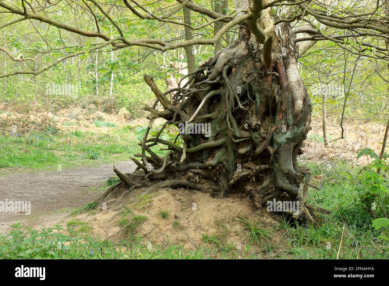 Tangled roots of an old fallen tree in Ashenbank woods Stock Photo