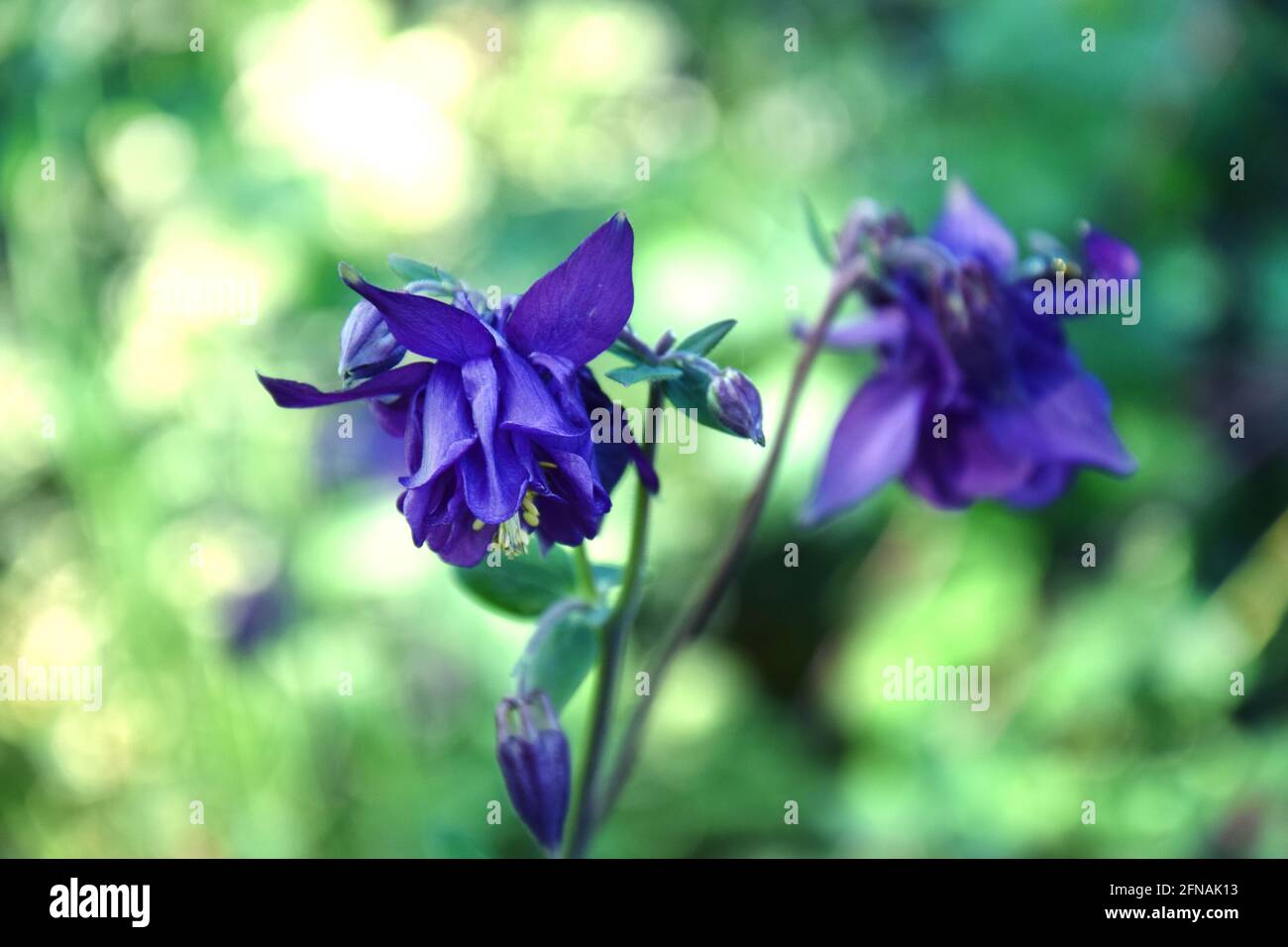 Aquilegia purple in spring garden. Purple flowers of aquilegia in natural background. Stock Photo