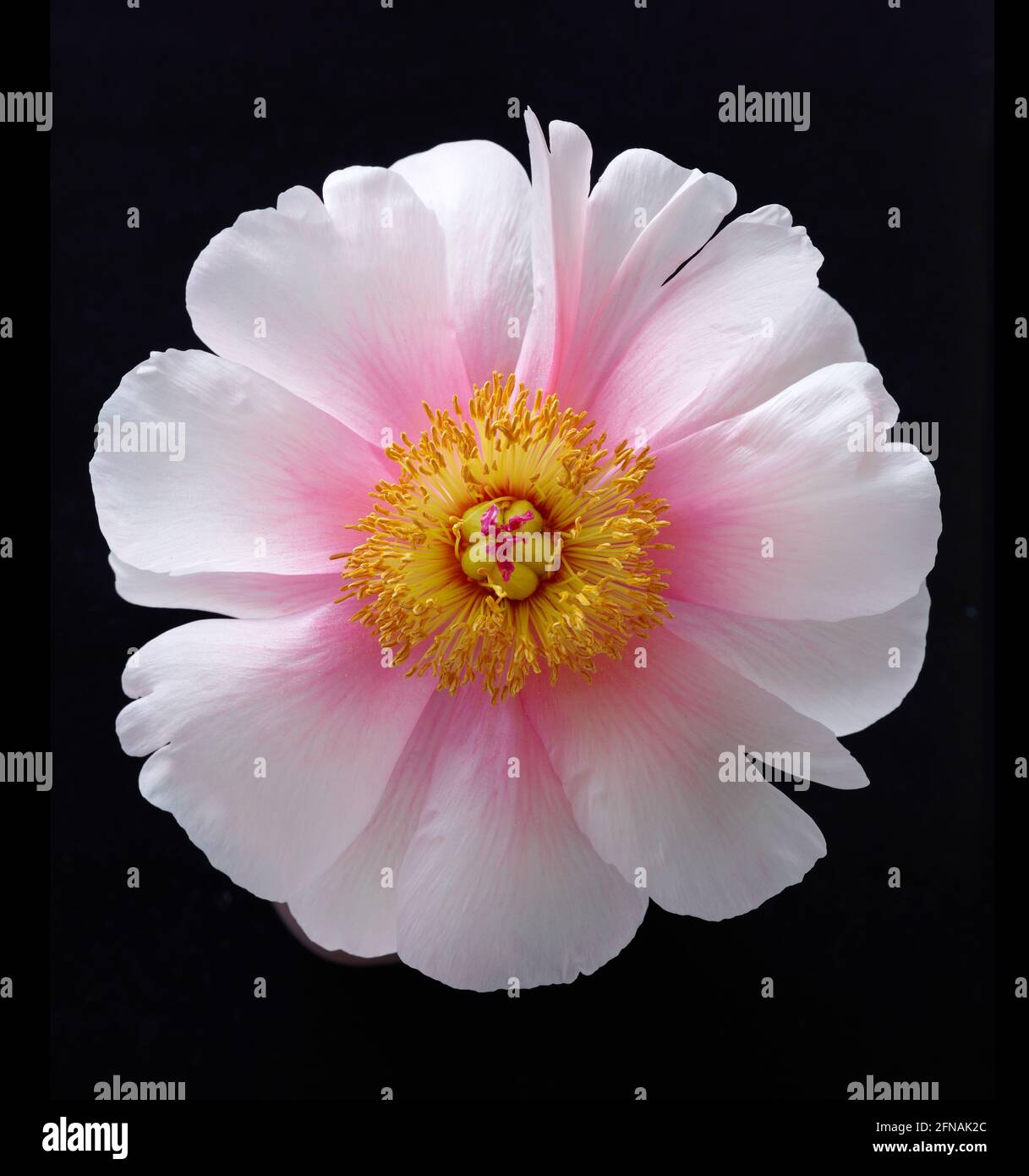 beautiful pink blooming peony flower macro on black background Stock Photo