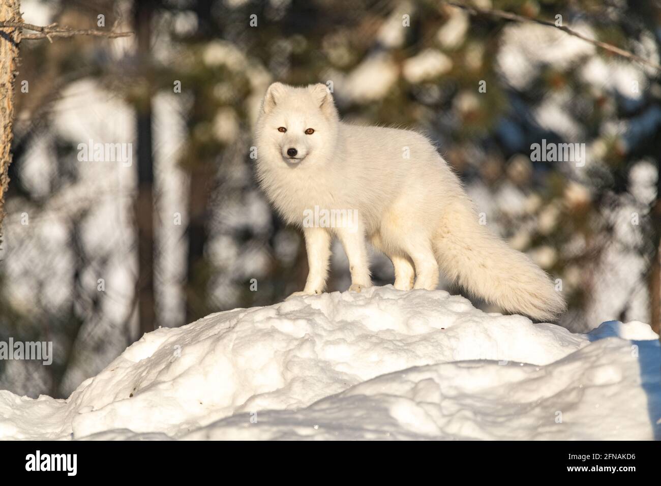 A Single One Alone Arctic Fox In Winter Time Standing With Snowy Landscape Ground Animal Sitting With Large Fluffy Tail Outdoors Stock Photo Alamy