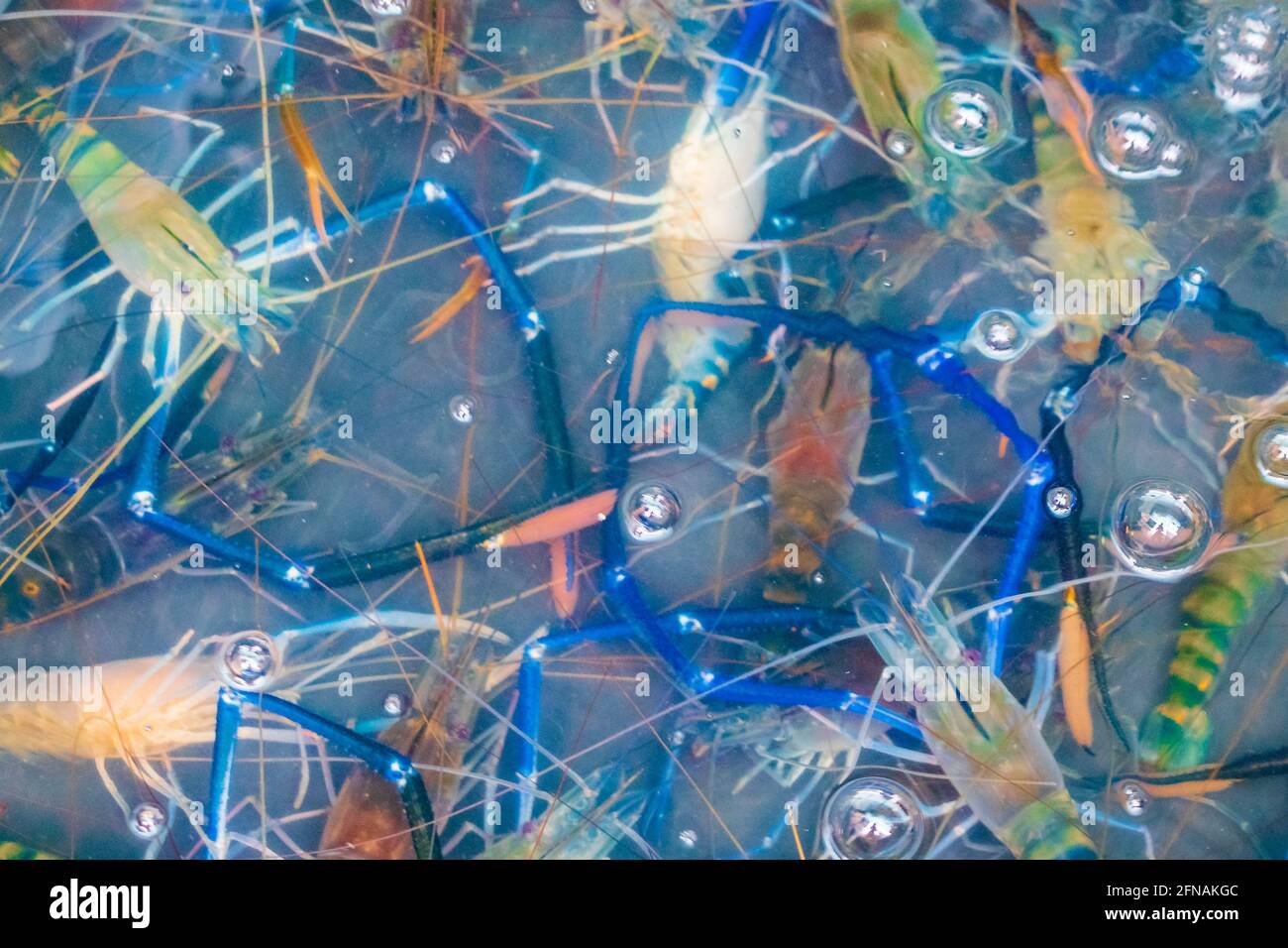 Seafood blue live crabs clams oysters and lobsters Thai market street ...