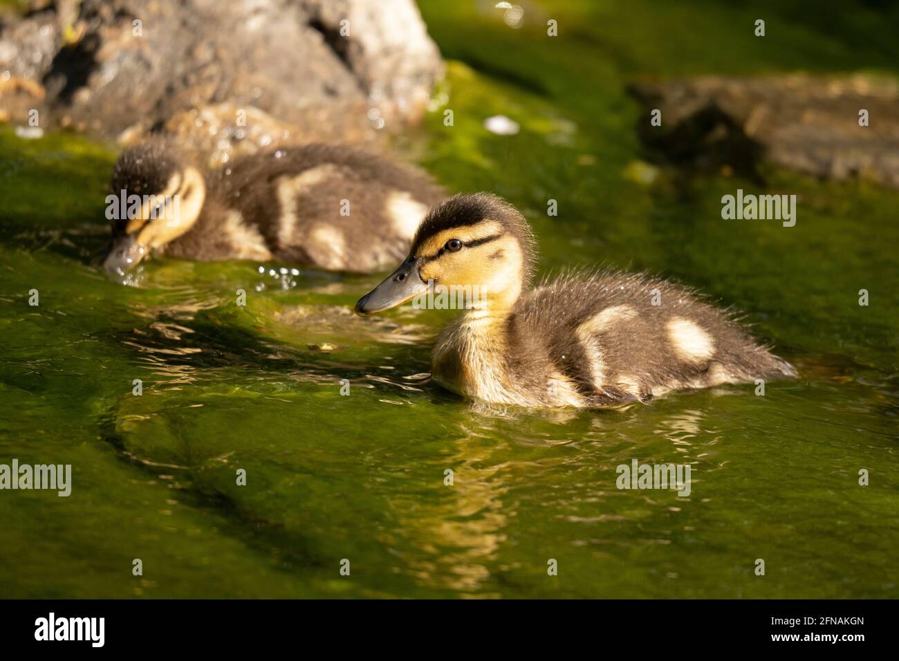 Mallard Ducklings in Spring, swimming in a brook Stock Photo
