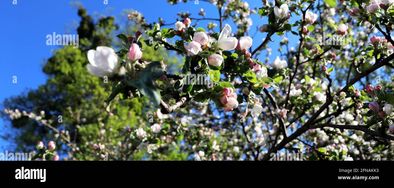 Spring nature background. Blooming apple tree in garden. Nature banner