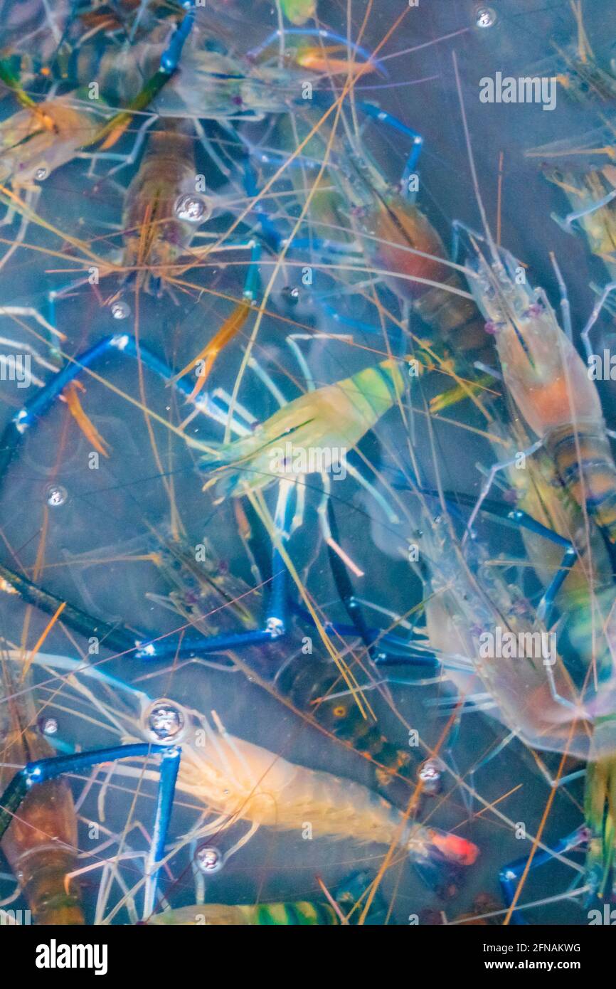 Seafood blue live crabs clams oysters and lobsters Thai market street ...