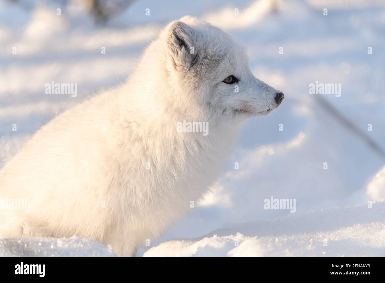 Side profile of one, single, alone arctic fox in a natural, snowy, winter setting with orange eyes. Fluffy, adorable and wild foxes. Stock Photo