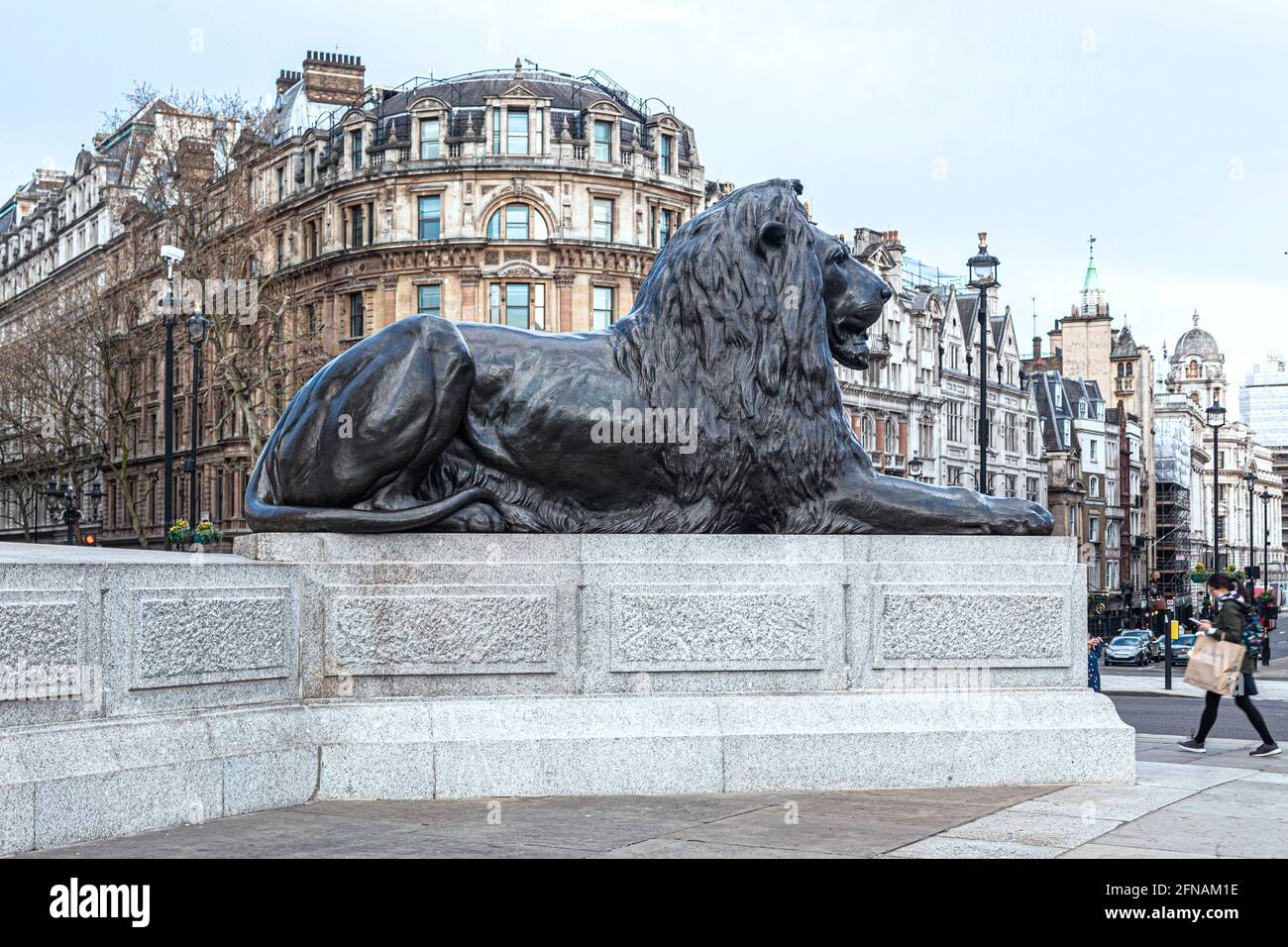 One of the four lion statues at Trafalgar Square guarding Nelson's Column at Trafalgar Square, London, England, UK. Stock Photo