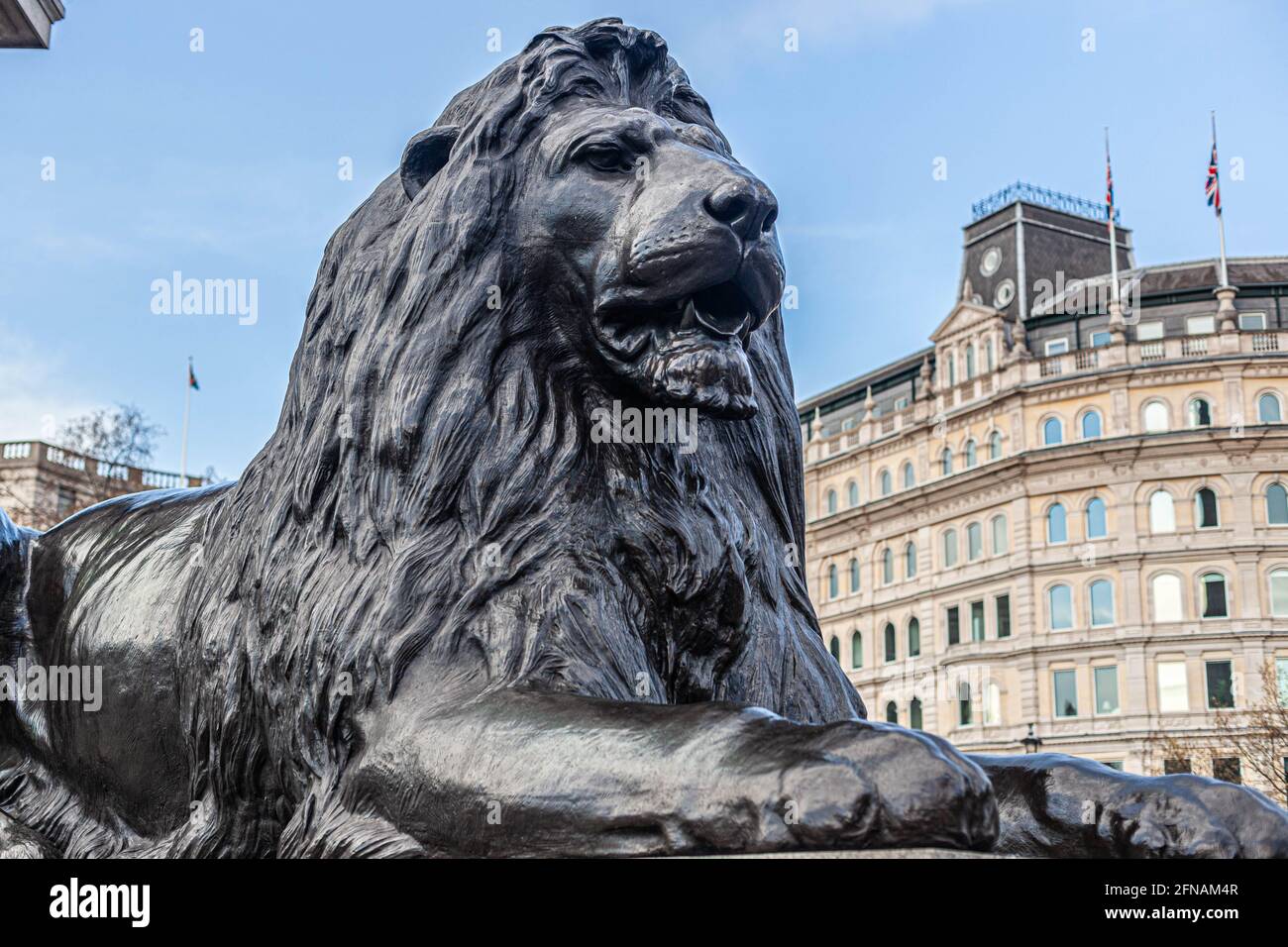 One of the four lion statues at Trafalgar Square guarding Nelson's Column  at Trafalgar Square, London, England, UK Stock Photo - Alamy