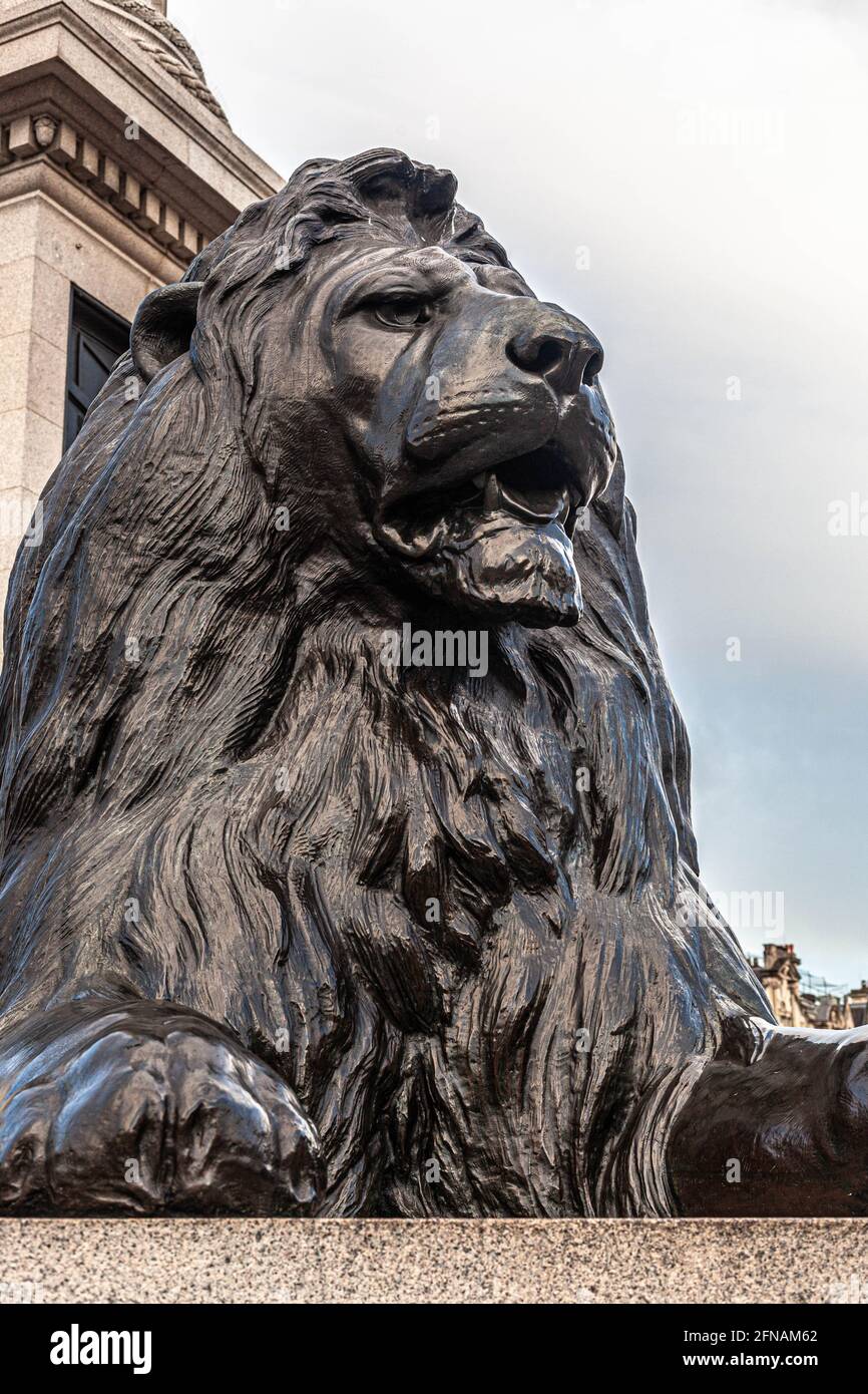 One of the four lion statues at Trafalgar Square guarding Nelson's
