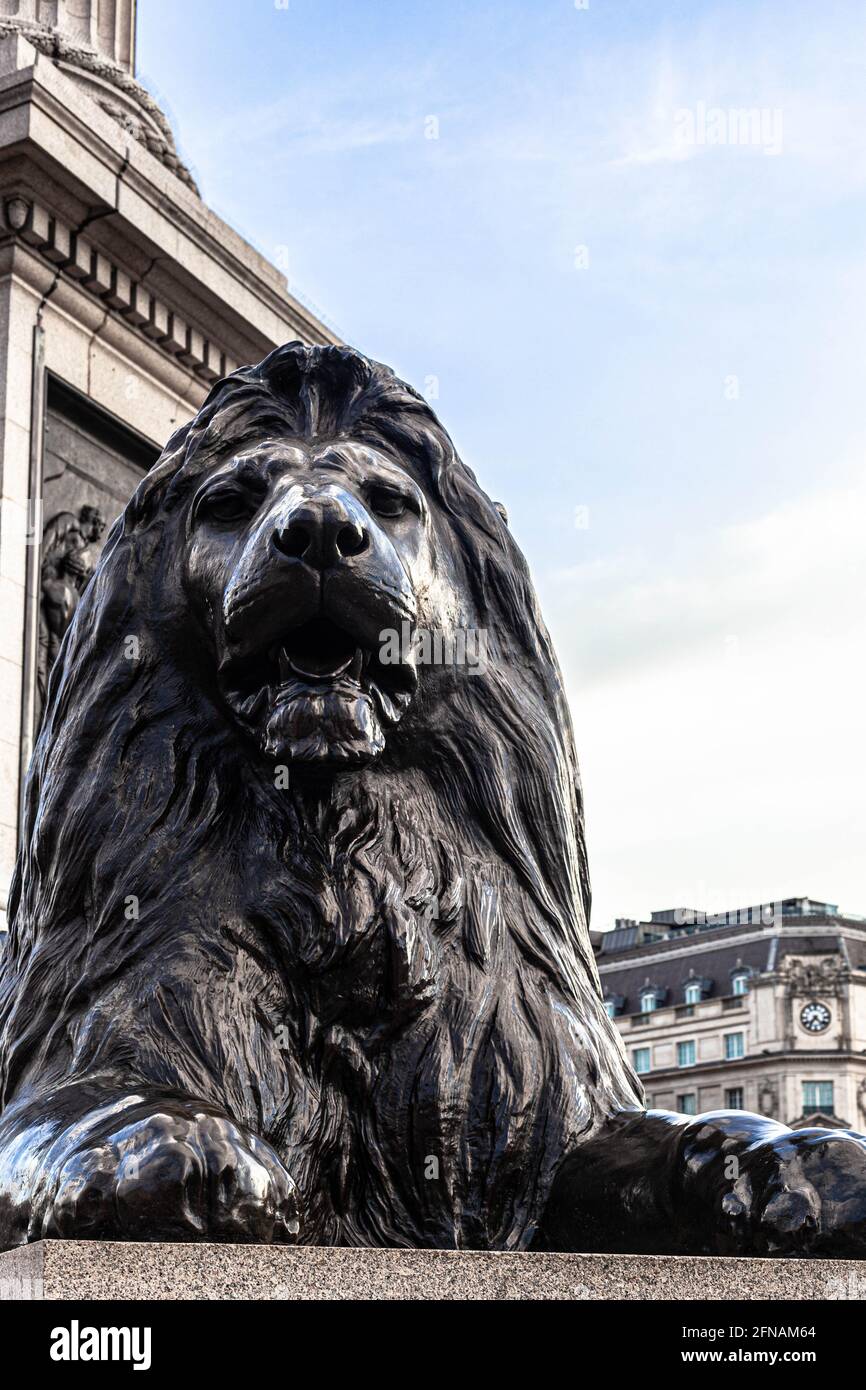 One of the four lion statues at Trafalgar Square guarding Nelson's