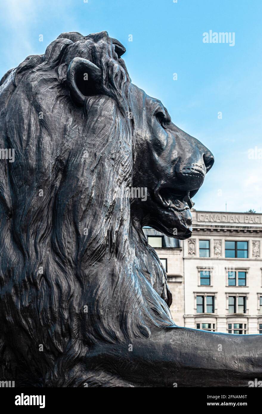One of the four lion statues at Trafalgar Square guarding Nelson's