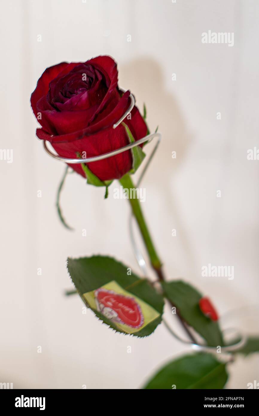 Love and passion symbol the red rose romantic meaning. Valentines day rose. Stock Photo