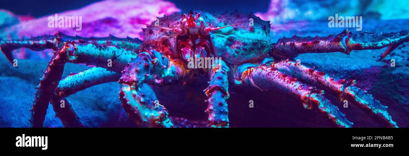 Giant crab lobster in blue red neon light under water in aquarium. Sea ocean marine wildlife animal with claws crawling on ground in water. Water natu Stock Photo