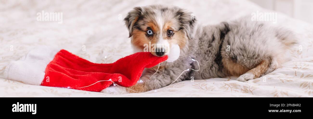 Cute small dog pet lying on bed at home holding a Santa hat in mouth teeth. Christmas New Year holiday celebration. Adorable funny miniature Australia Stock Photo
