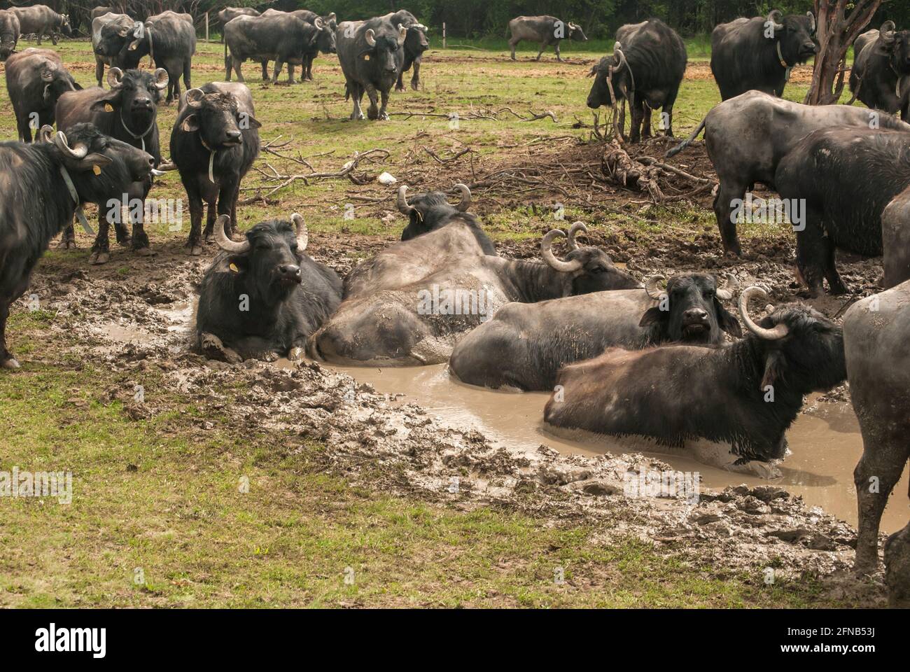 Water buffalo herd grazing in country farm Stock Photo Alamy