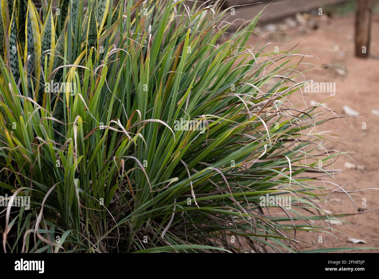 Lemon Grass plant of the species Cymbopogon citratus with selective focus Stock Photo