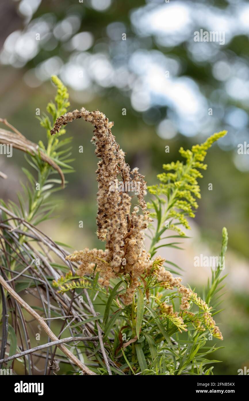Anise Goldenrod Plant of the species Solidago chilensis with selective focus Stock Photo