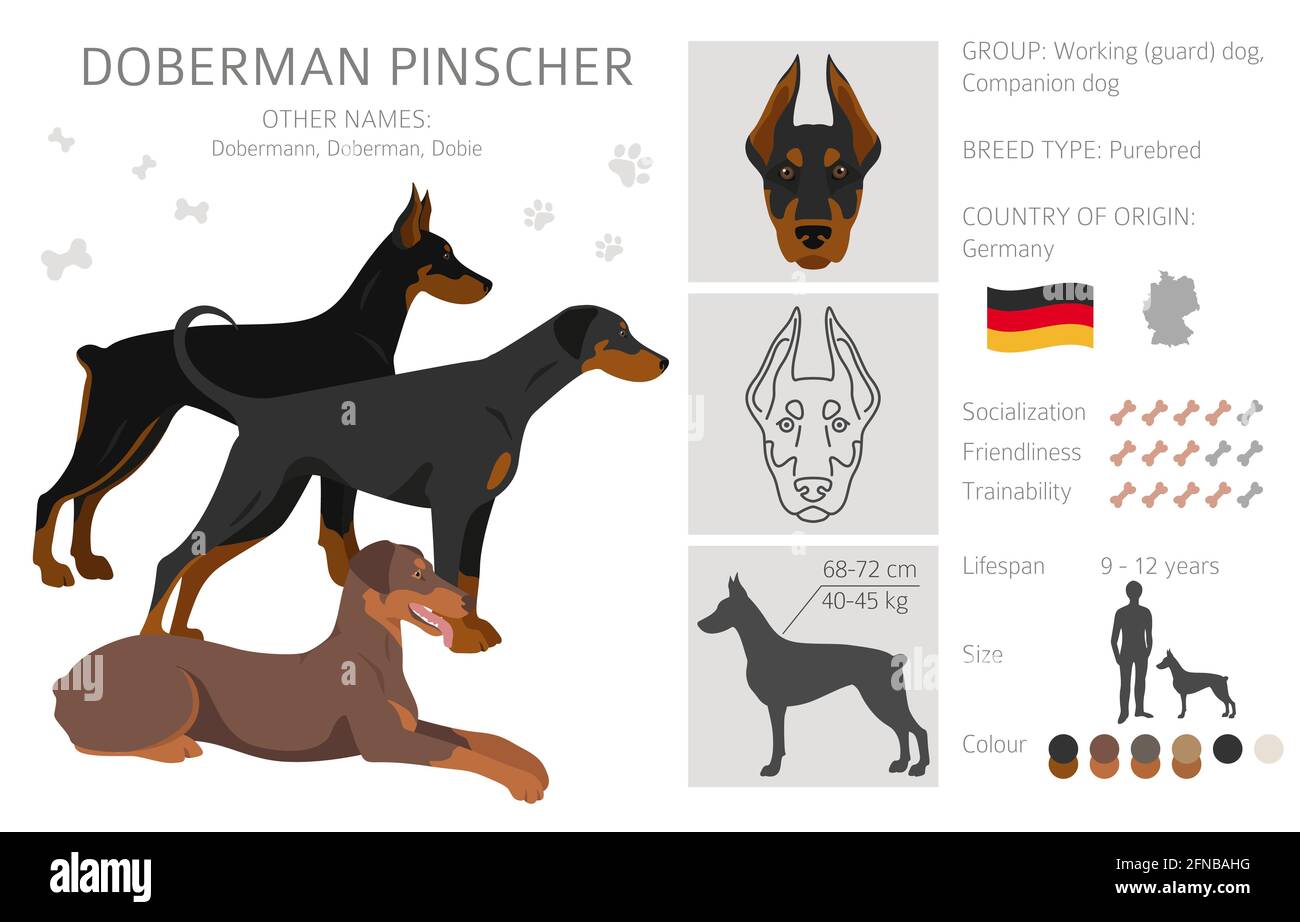 whats the difference between doberman and doberman pinscher