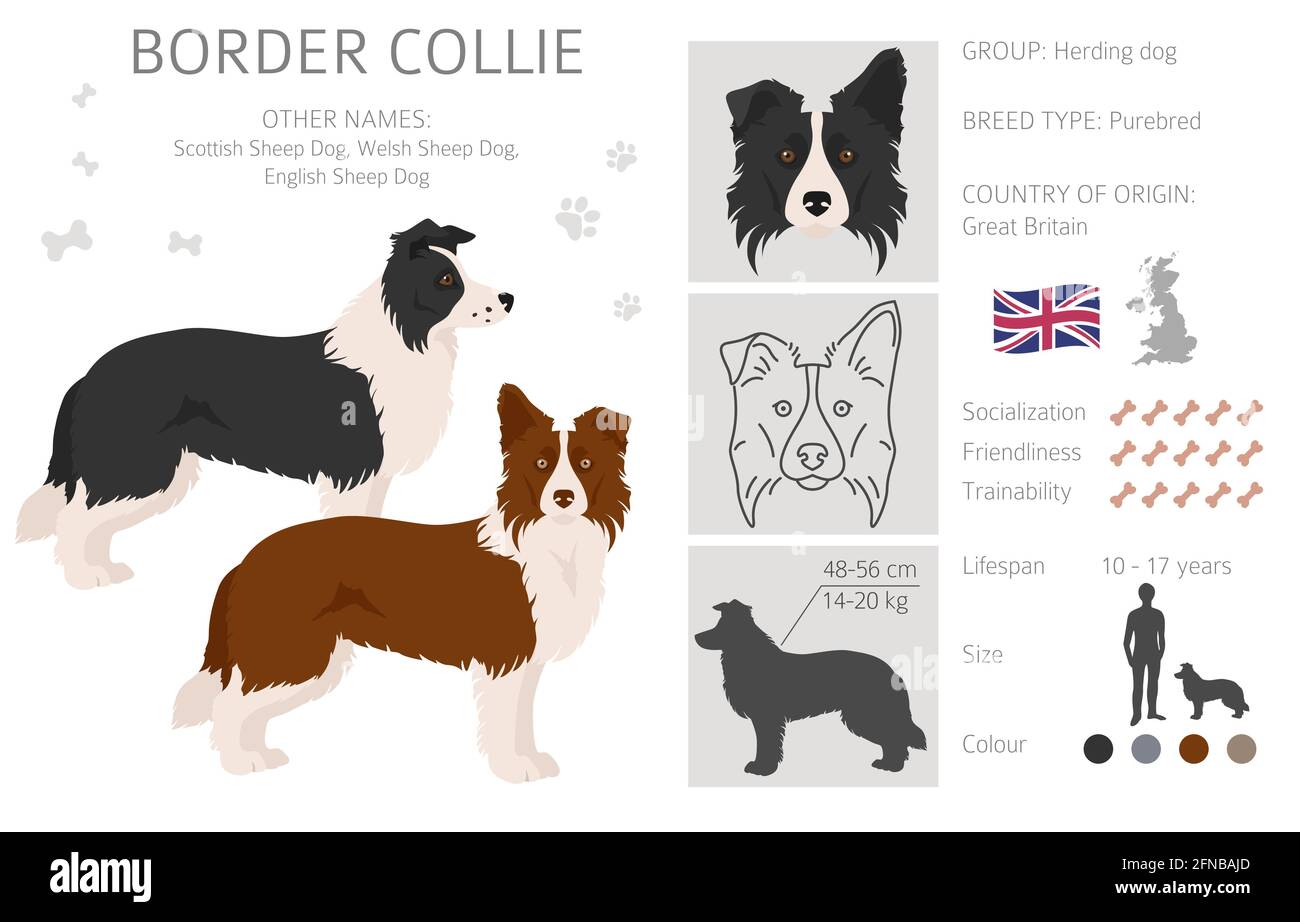 Border collie clipart. Different poses, coat colors set. Vector  illustration Stock Vector Image & Art - Alamy