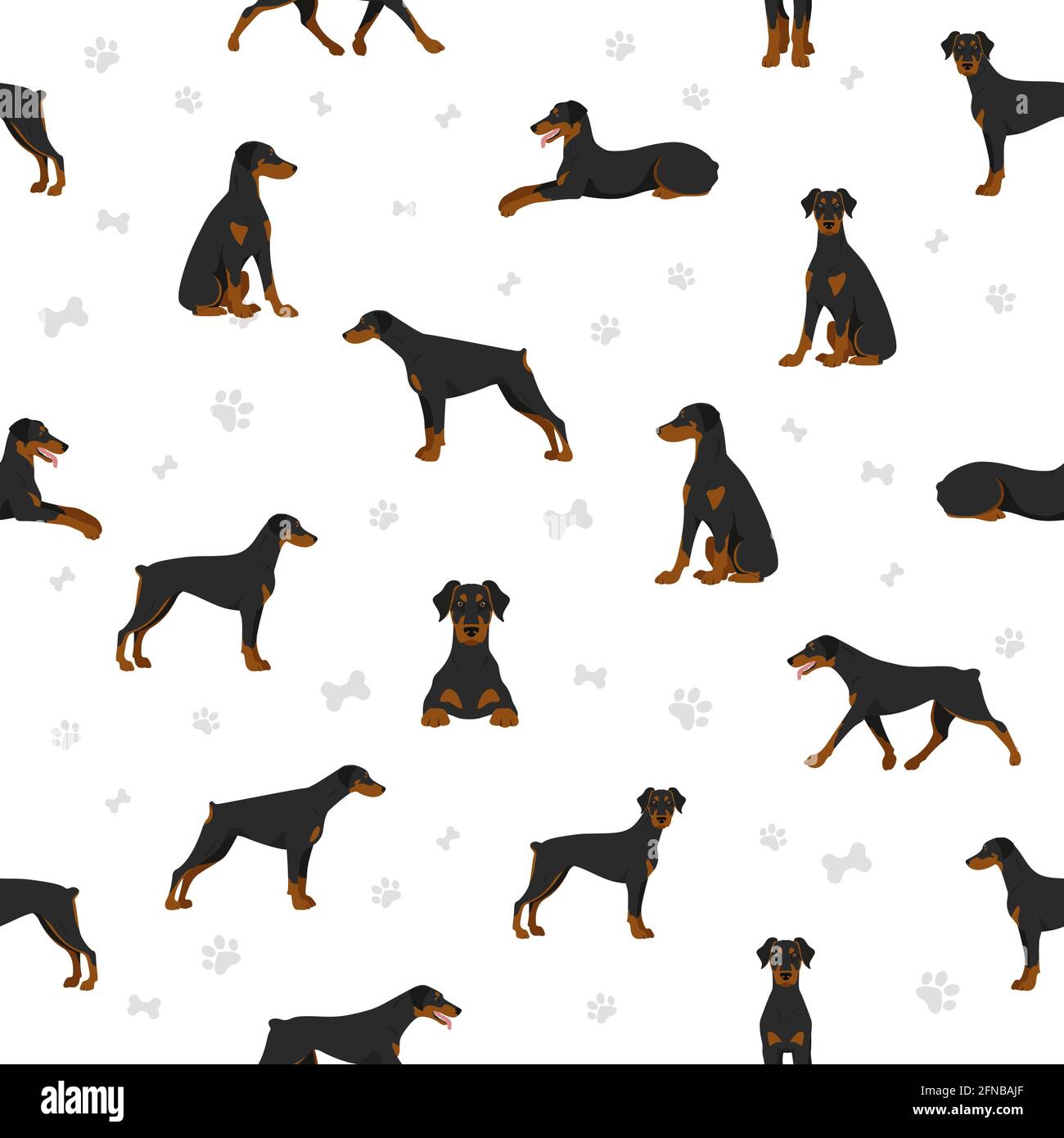 doberman pinscher coat