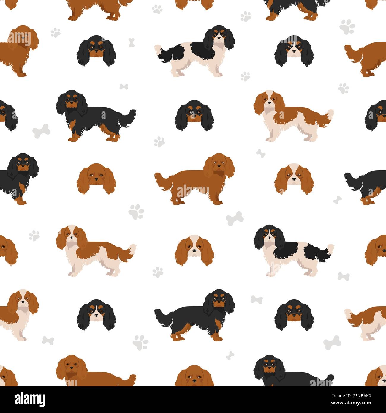 Cavalier King Charles spaniel seamless pattern. Different poses coat colors set. Vector illustration Stock Vector Image Art Alamy